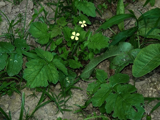 {Raphanus raphanistrum}